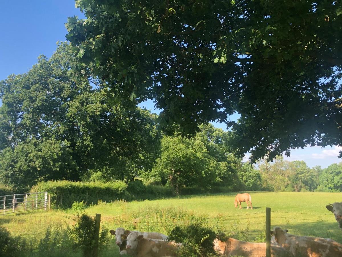 Homestay Nanny Goat Rest At Ashlands Farm